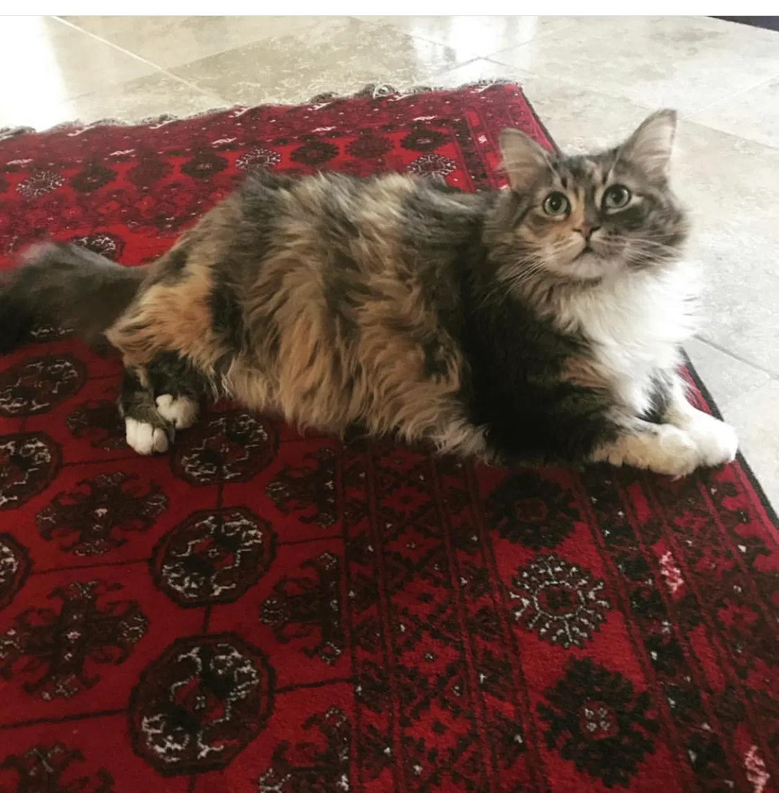 Lost cat in Brentwood, CA, 94513