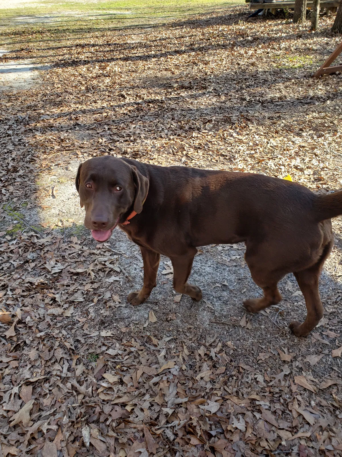Lost dog in West Columbia, SC, 29172