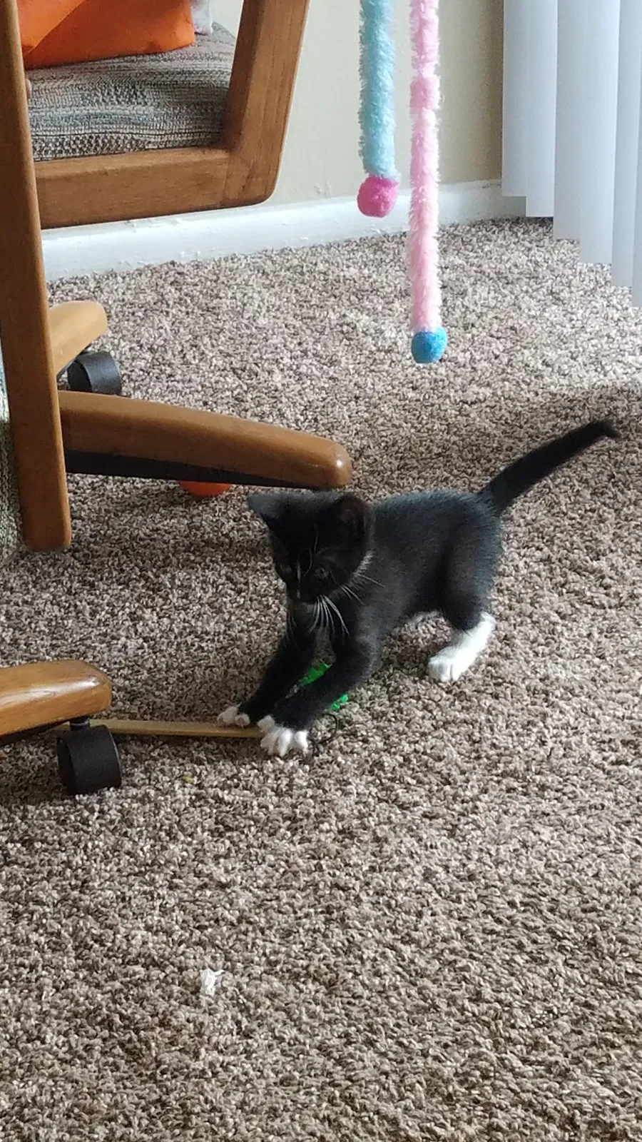 Lost cat in San Antonio, TX, 78231