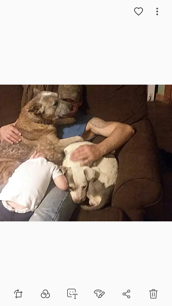 Lost dog in Victoria, TX, 77905