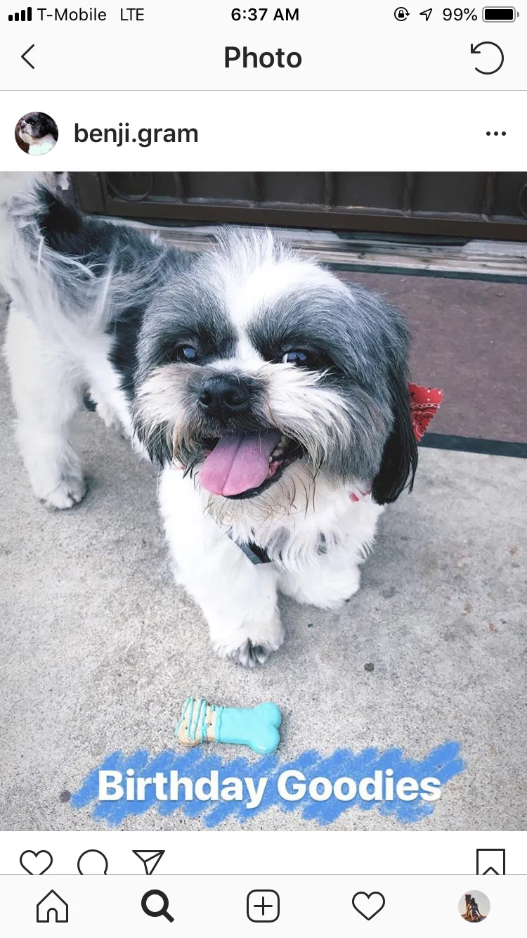 Lost dog in Los Angeles, CA, 90044