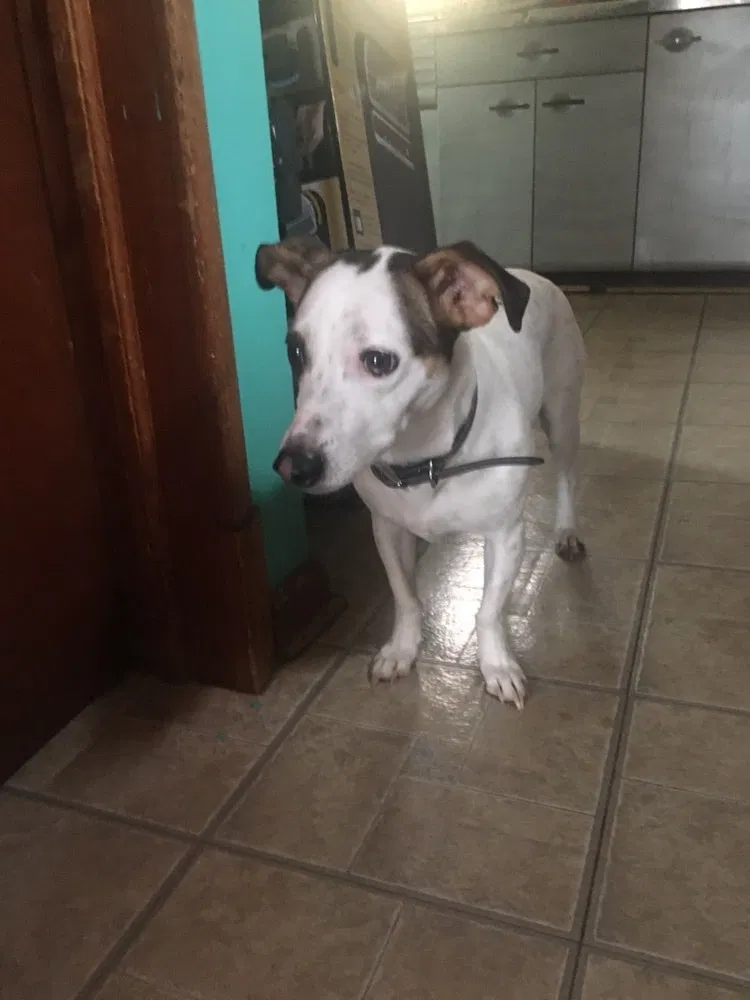 Lost dog in Andrews Air Force Base, MD, 20762
