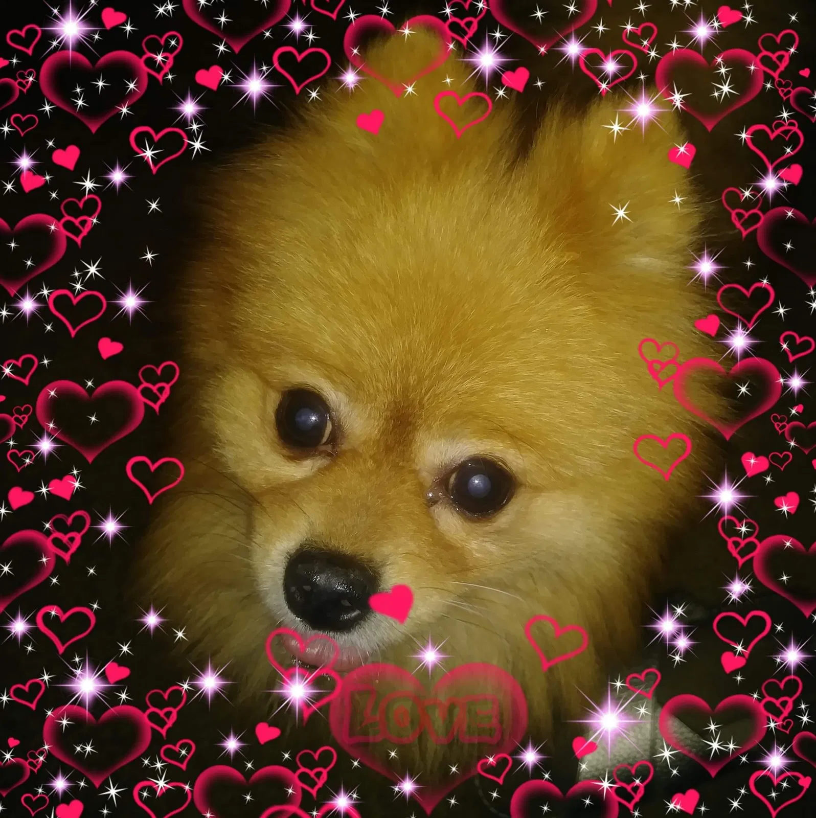 Lost dog in Baltimore, MD, 21230