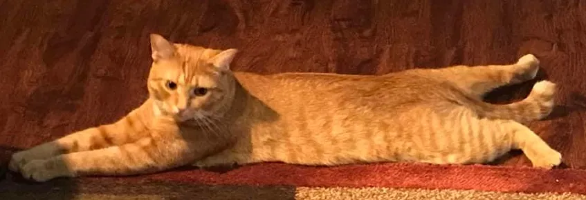 Lost cat in Lake Stevens, WA, 98258