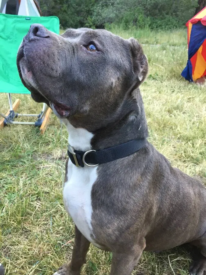 Lost dog in Jemez Springs, NM, 87025