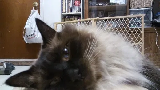 Lost cat in Brooklyn, NY, 11228