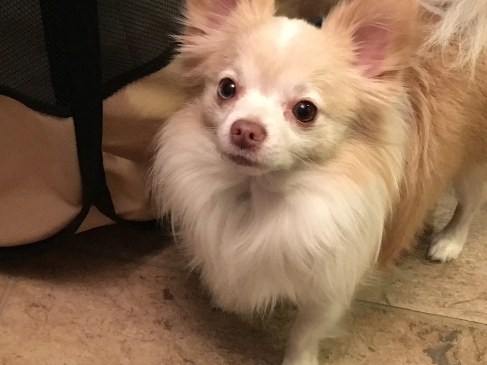 Lost dog in Sugar Land, TX, 77498