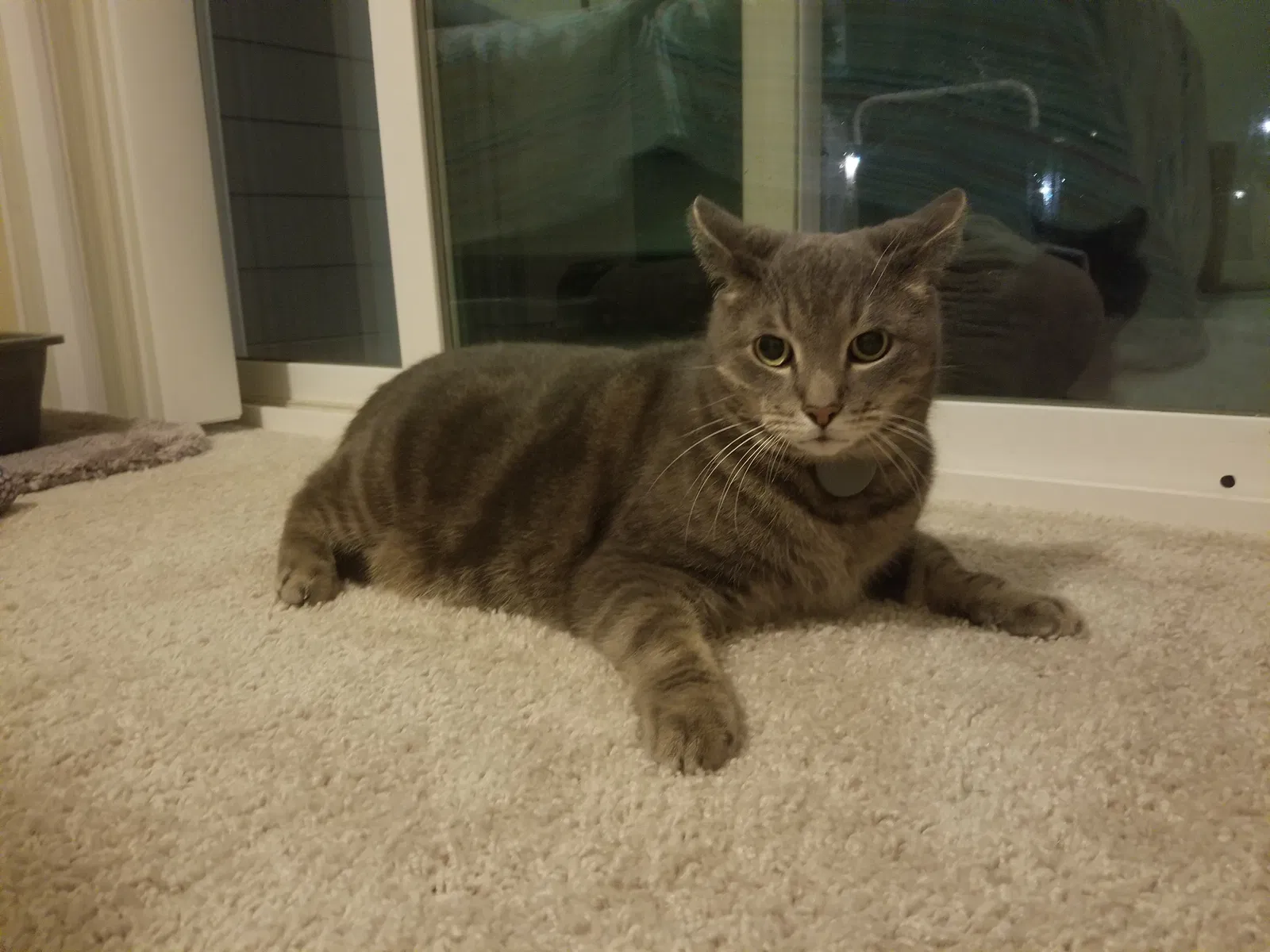 Lost cat in Davenport, FL, 33896