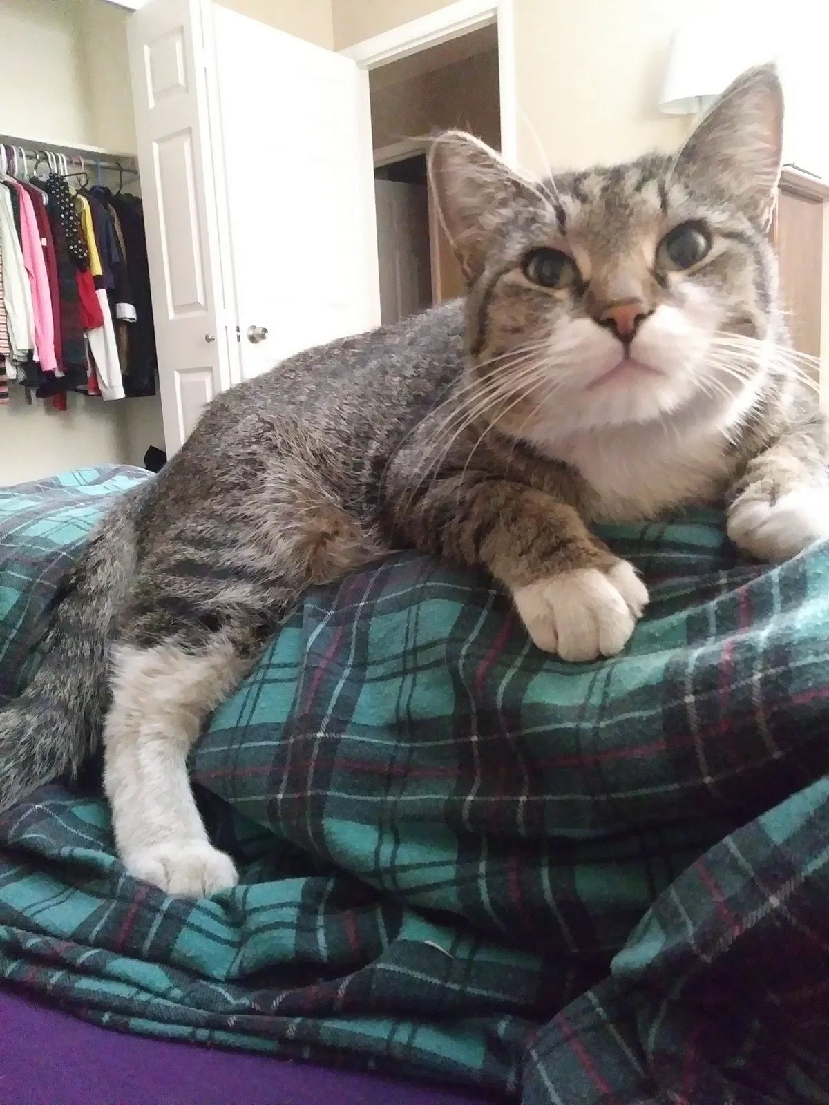 Lost cat in Provo, UT, 84606