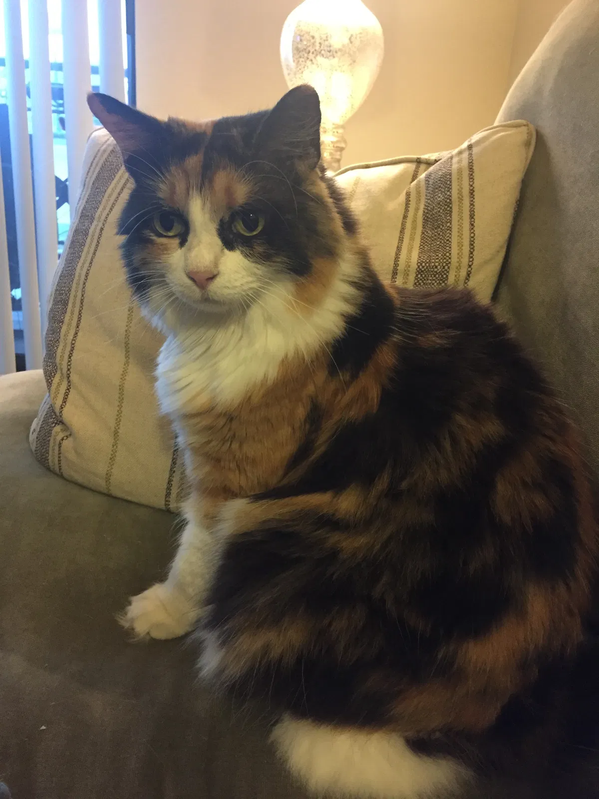 Lost cat in San Antonio, TX, 78233