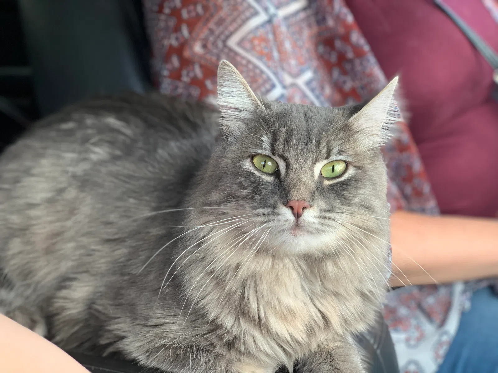 Lost cat in Cibolo, TX, 78108