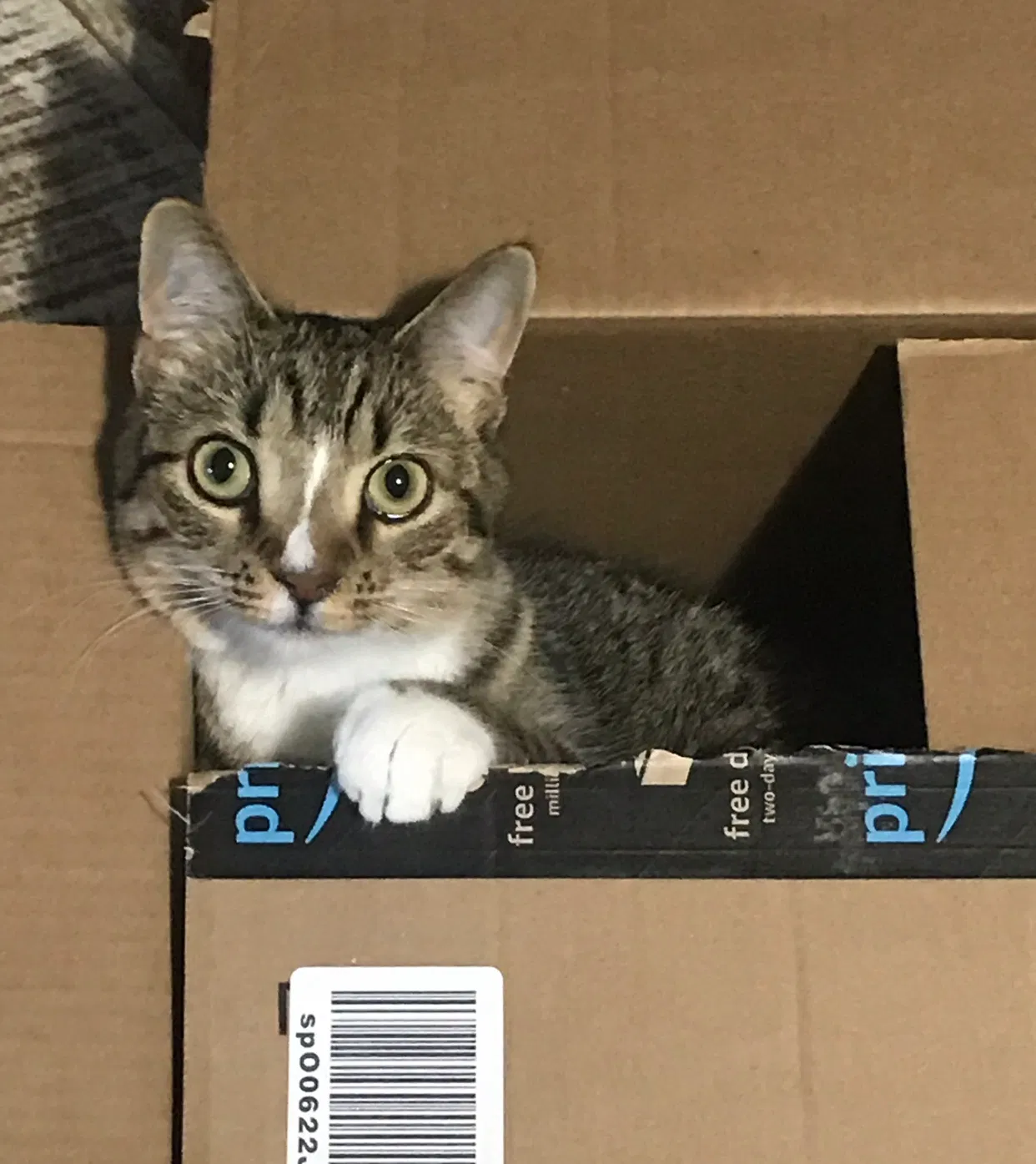 Lost cat in Hales Corners, WI, 53130