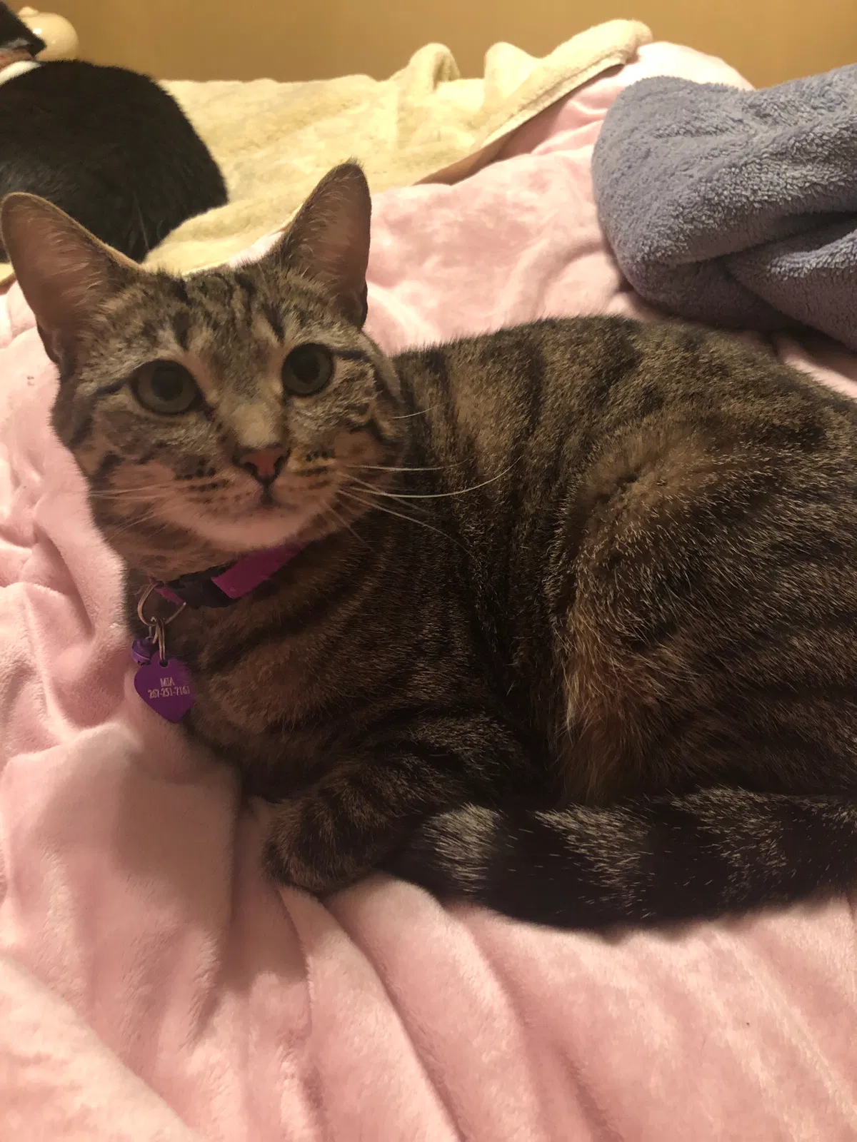 Lost cat in Philadelphia, PA, 19116