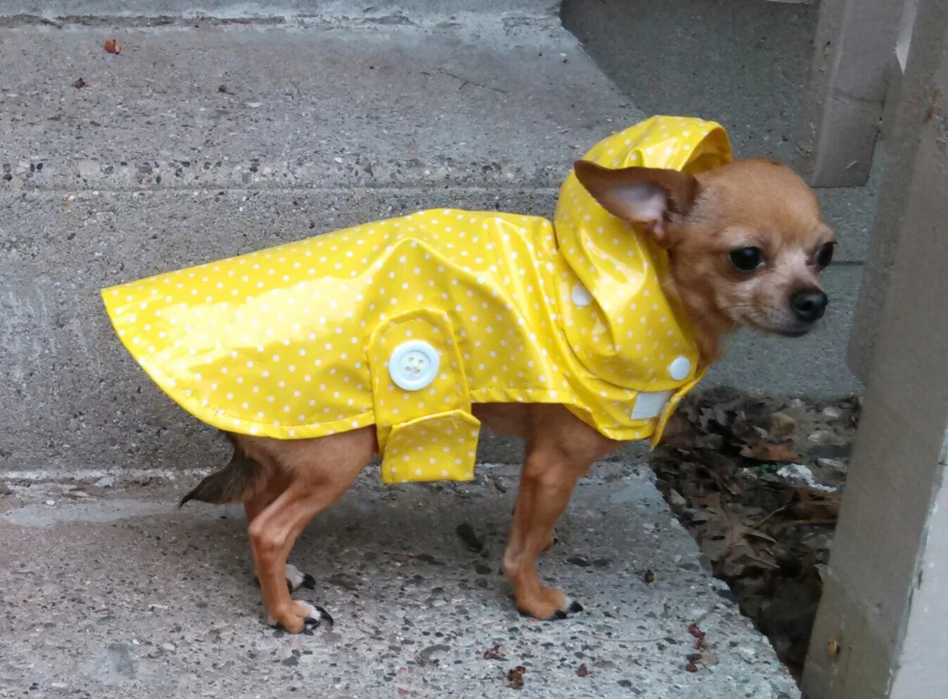 Lost dog in Grand Rapids, MI, 49548