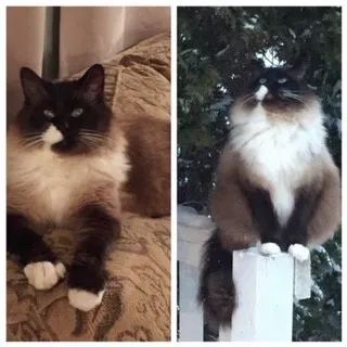 Lost cat in Grand Rapids, MI, 49548