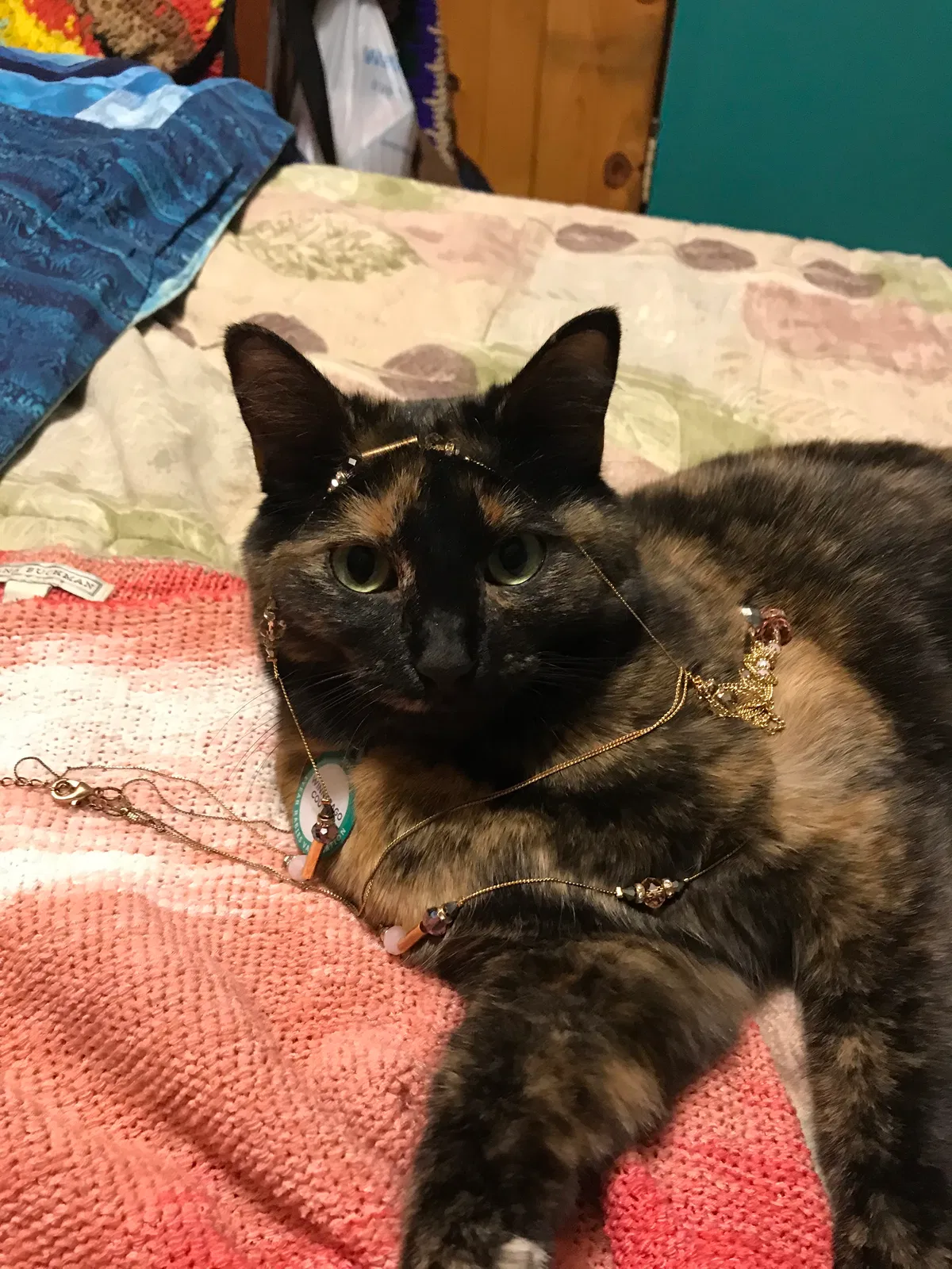 Lost cat in Rockford, IL, 61104