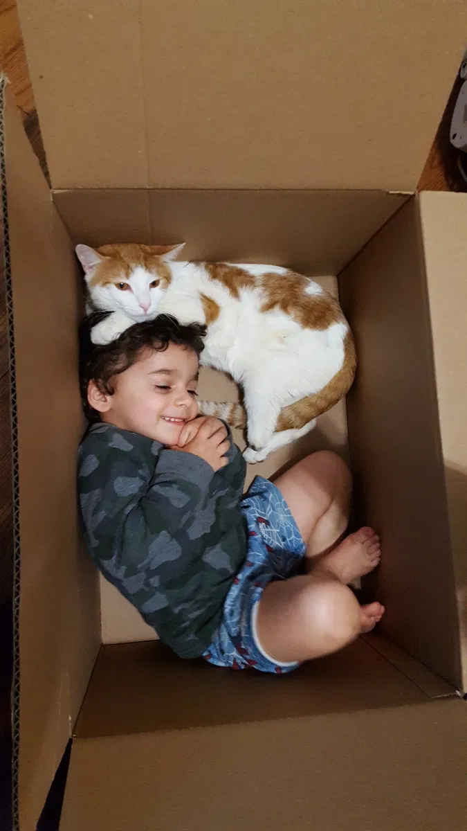 Lost cat in Newark, NJ, 7103