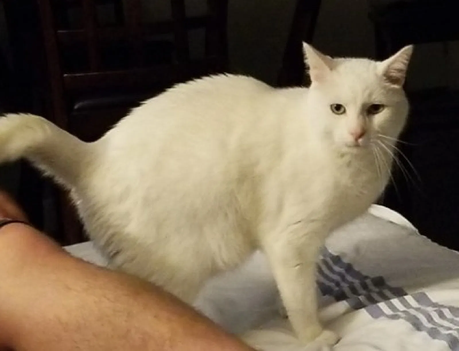 Lost cat in Cedar Hill, MO, 63016