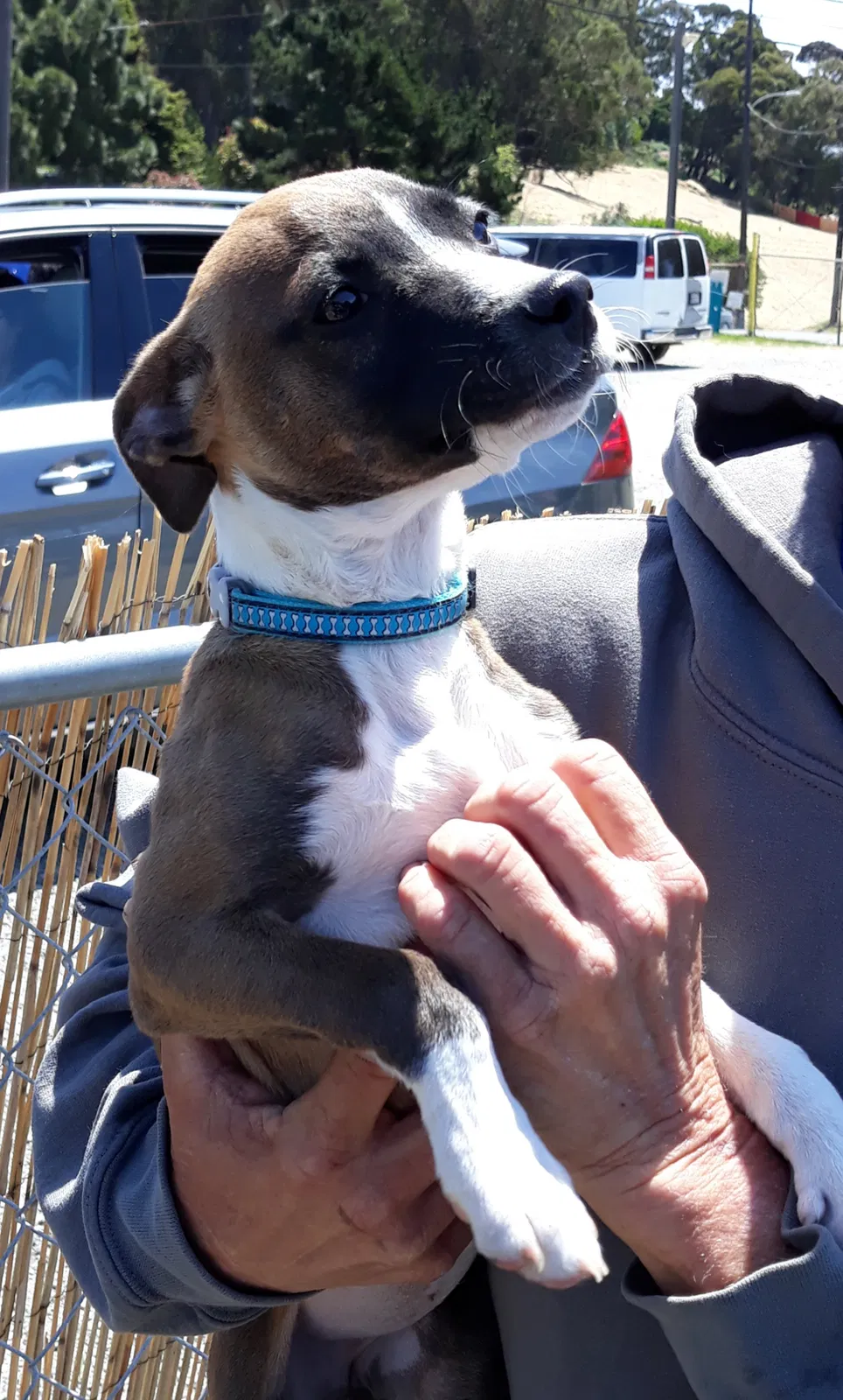 Lost dog in Lafayette, CA, 94549