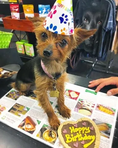 Lost dog in Temecula, CA, 92592