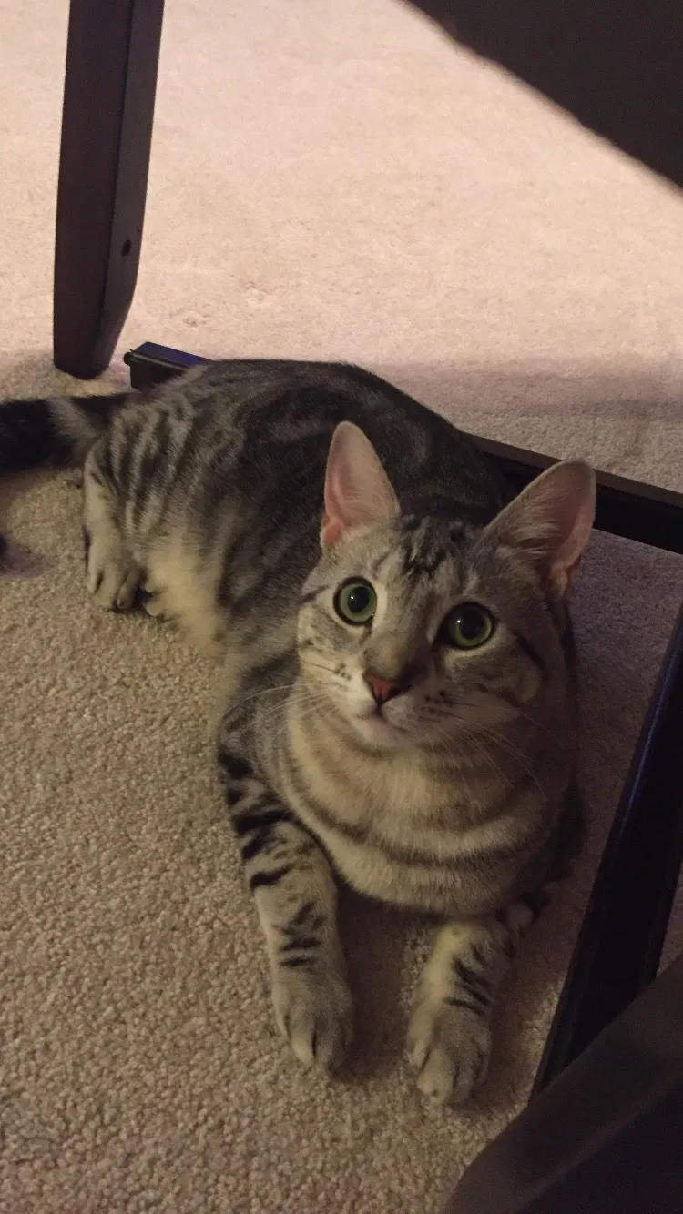 Lost cat in Roswell, GA, 30075