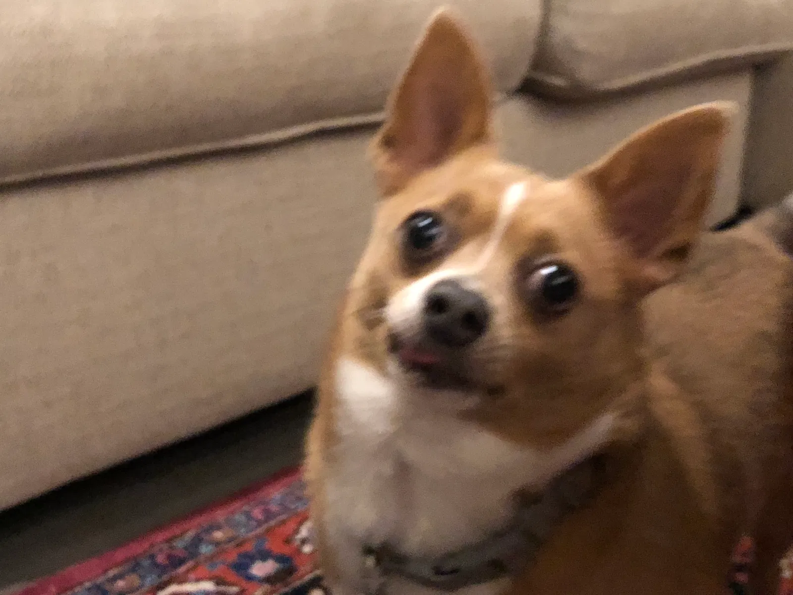 Lost dog in Sacramento, CA, 95864