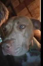 Lost dog in Lake Charles, LA, 70601