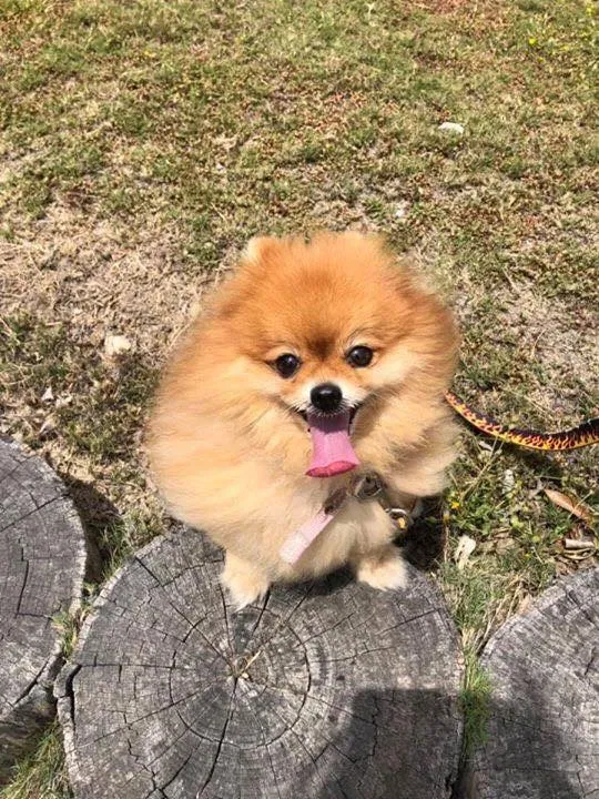 Lost dog in San Diego, CA, 92131