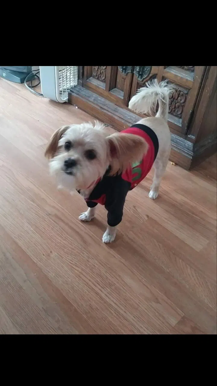 Lost dog in Lexington, KY, 40505
