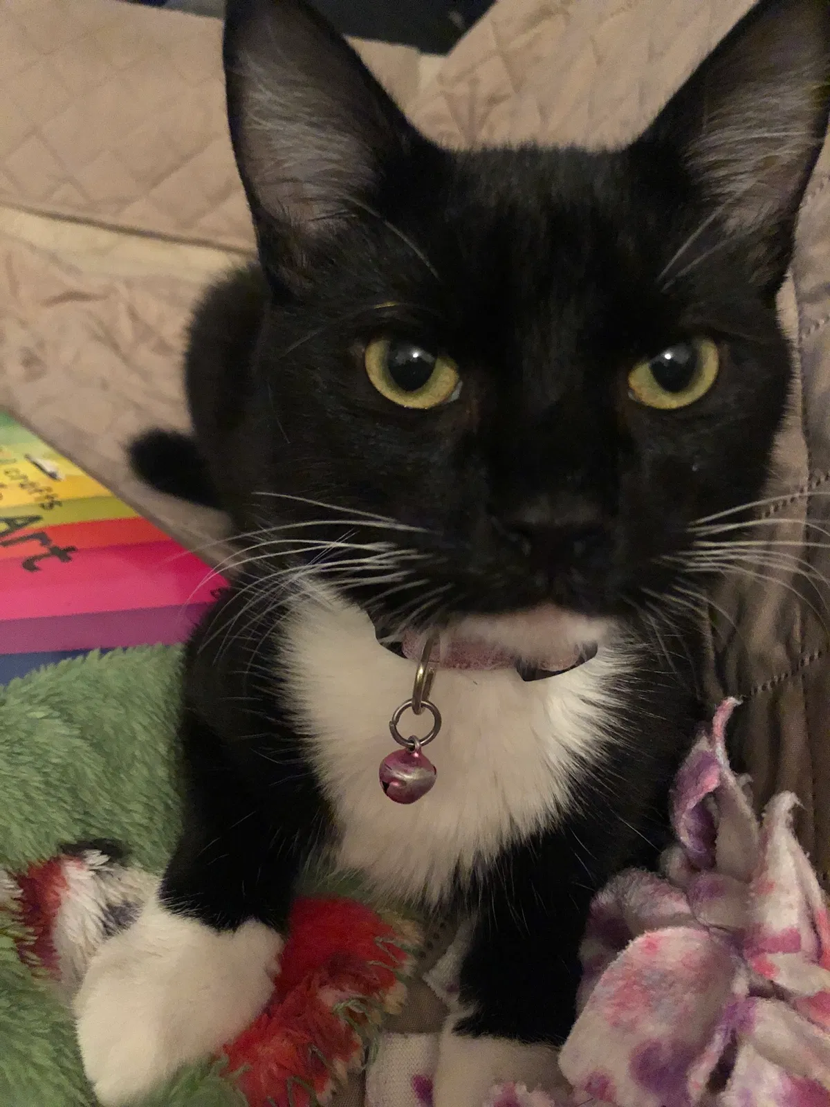 Lost cat in Tampa, FL, 33619