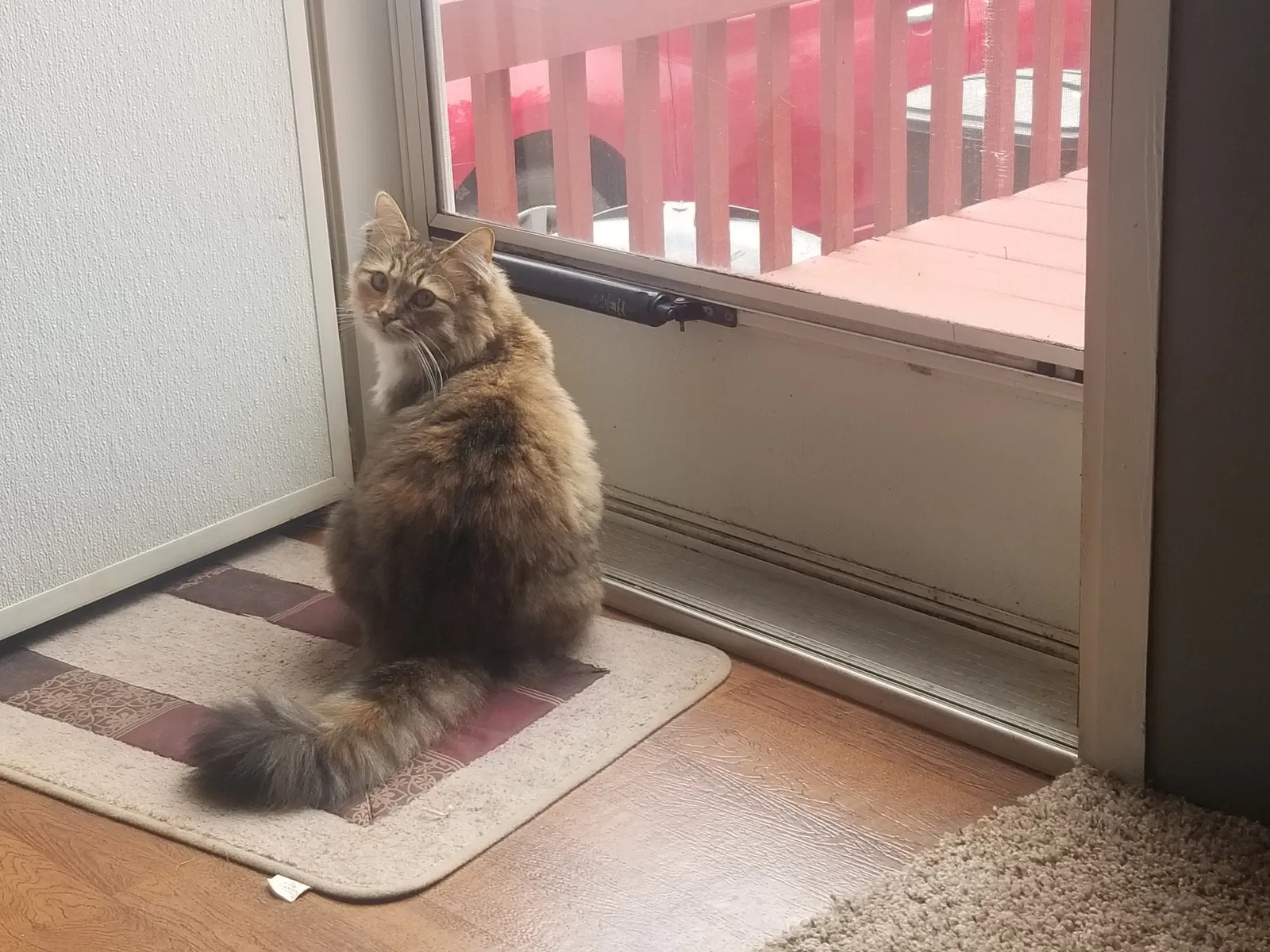 Lost cat in Ball Ground, GA, 30107