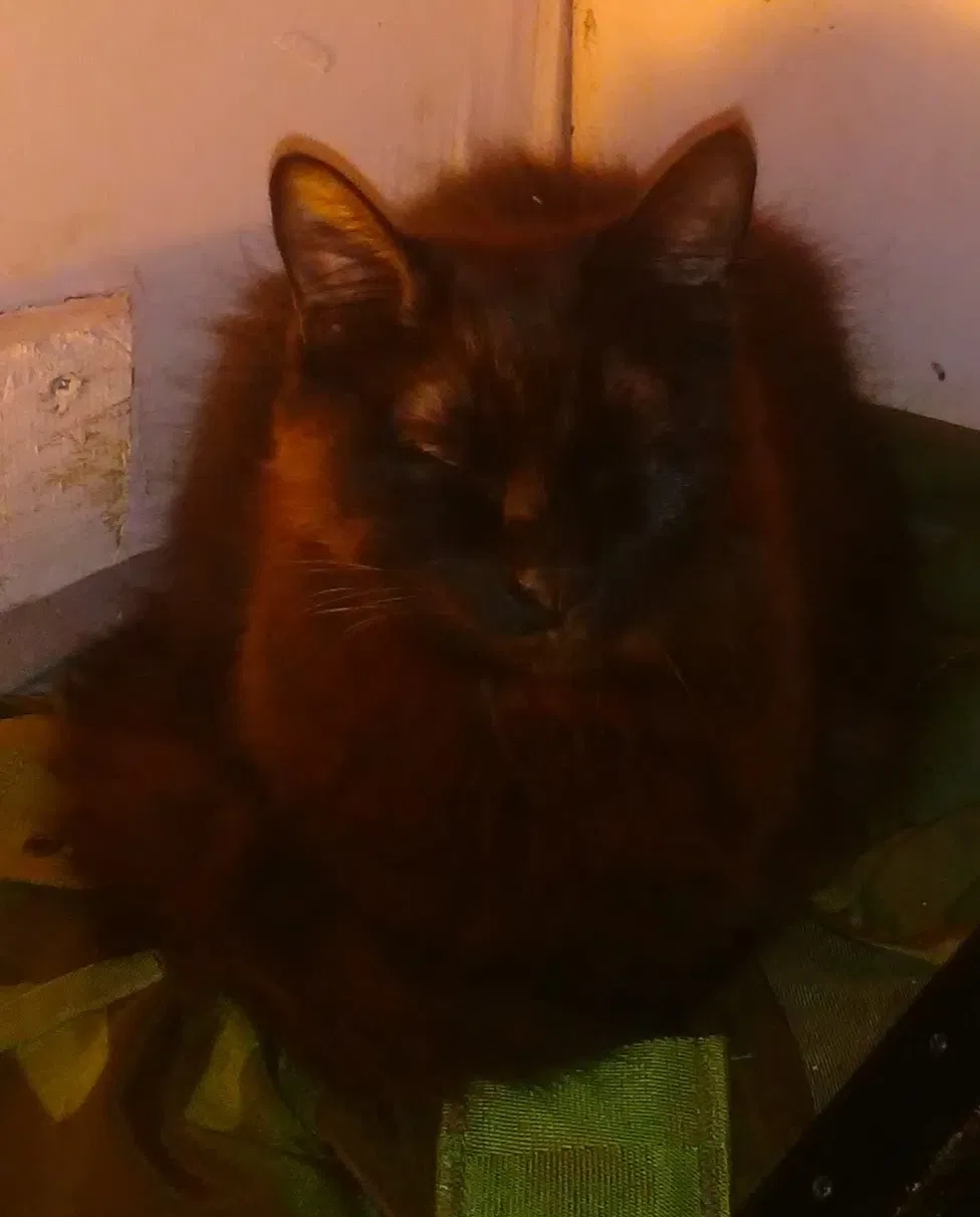 Lost cat in Spanaway, WA, 98387