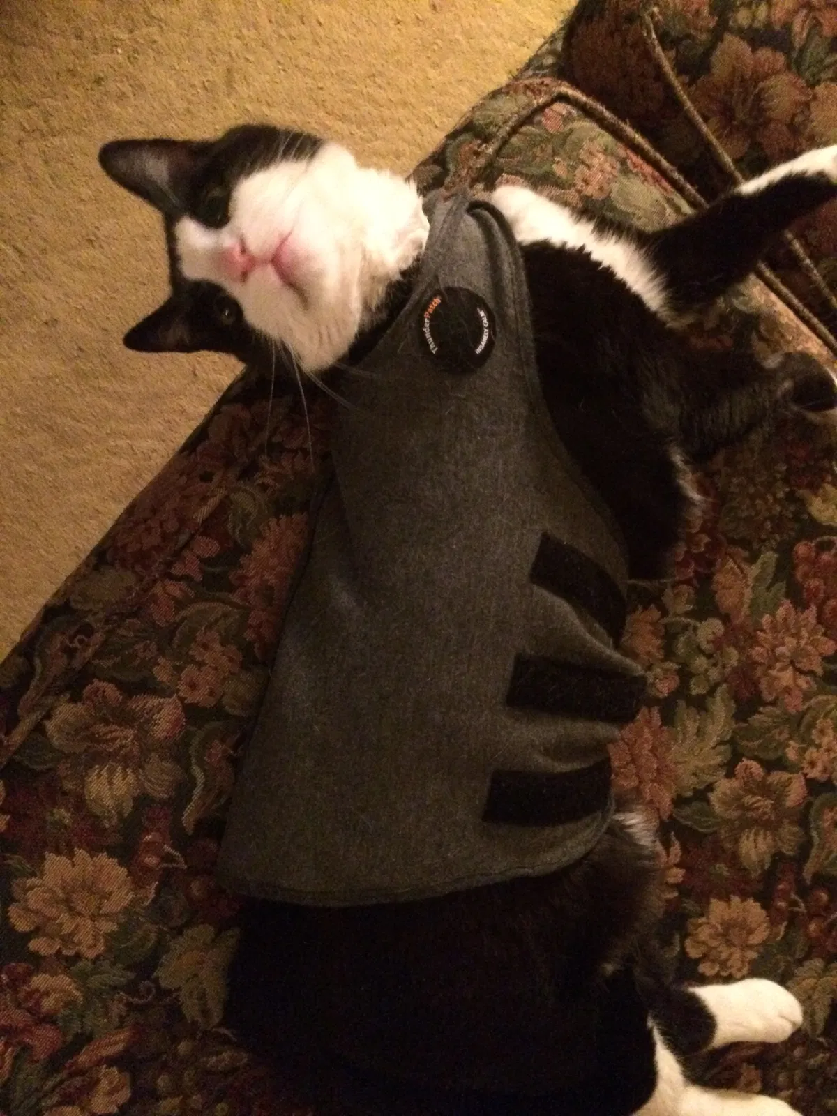 Lost cat in Chicago, IL, 60613