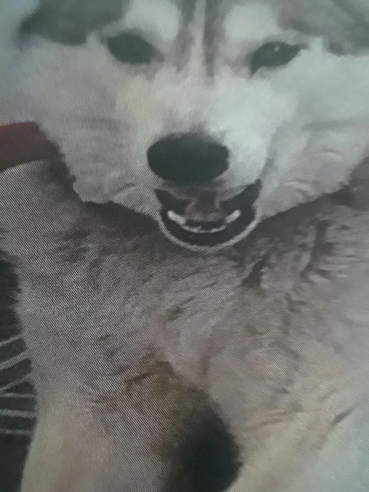 Lost dog in Detroit, MI, 48228