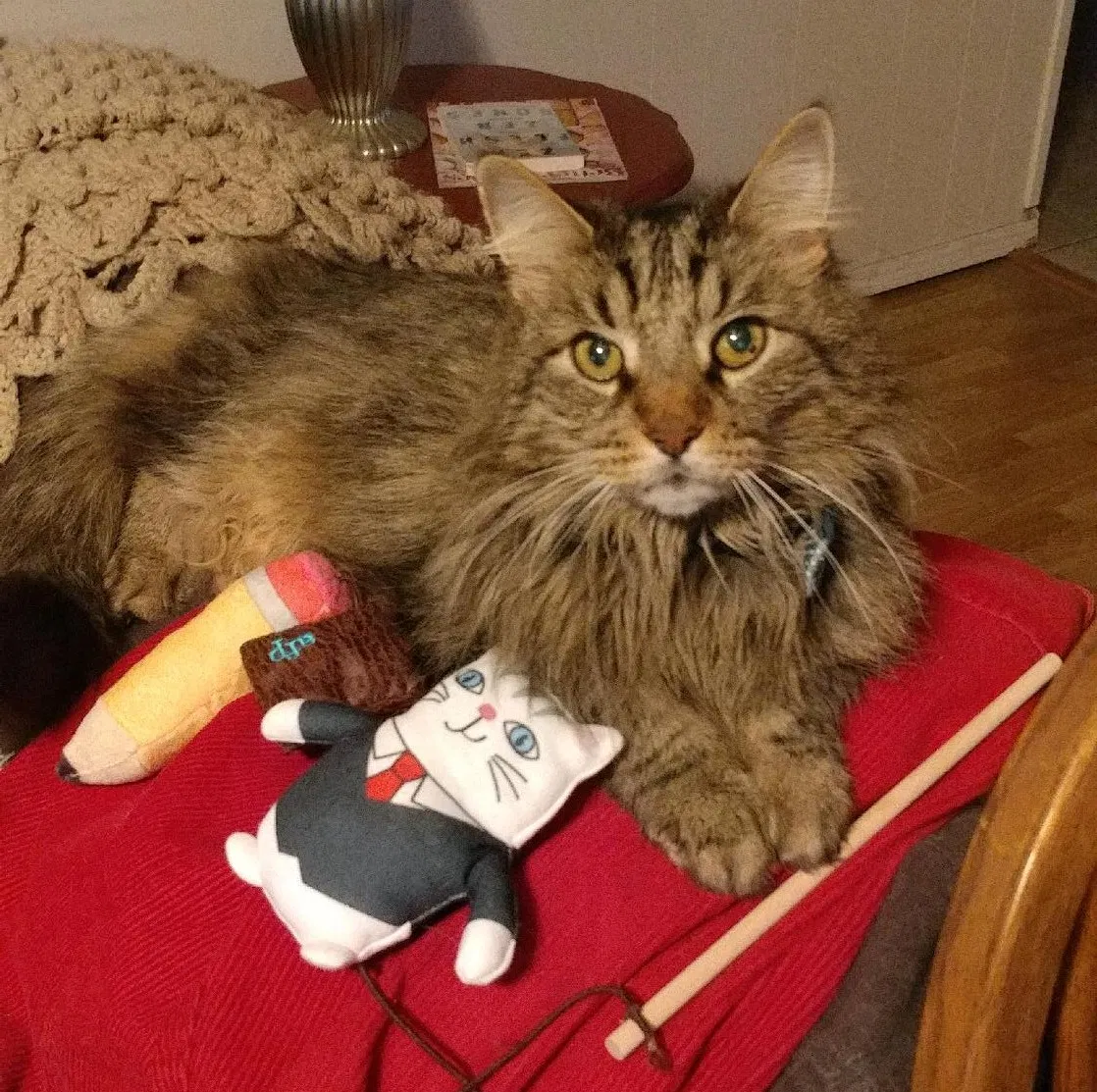 Lost cat in Tulsa, OK, 74135