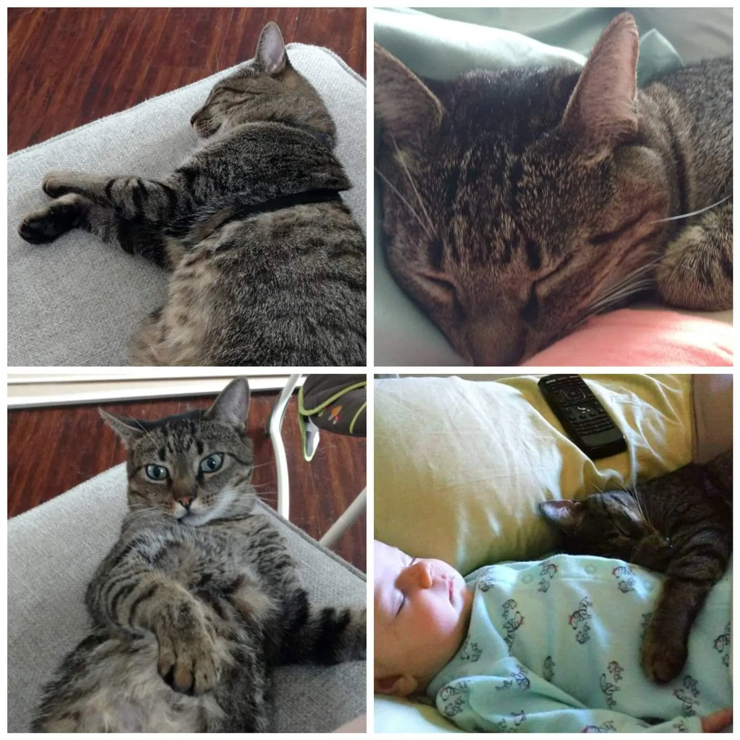 Missing Cat