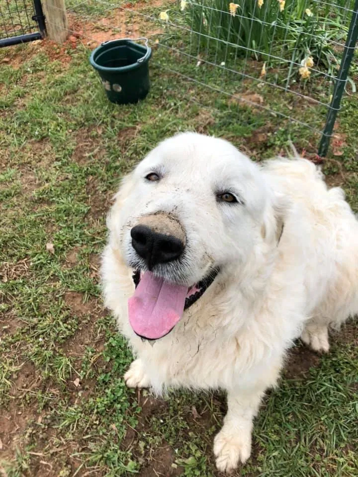 Lost dog in Scottsville, VA, 24590