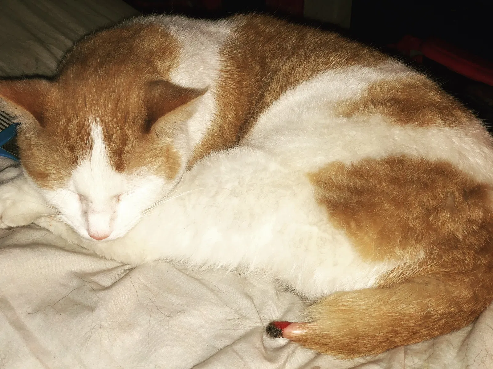 Lost cat in Covington, KY, 41016