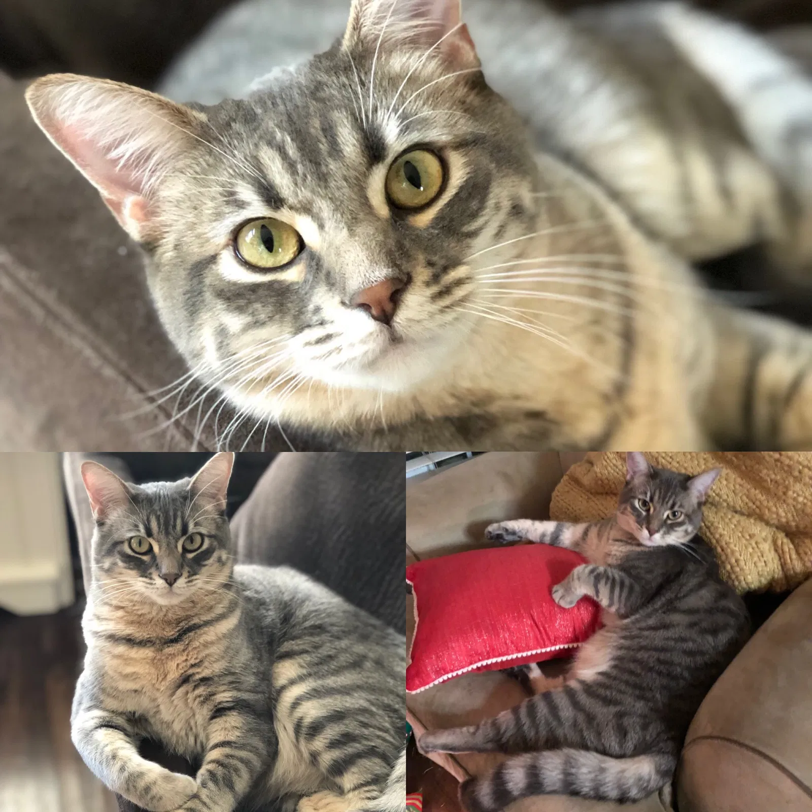 Lost cat in Elk Grove, CA, 95624