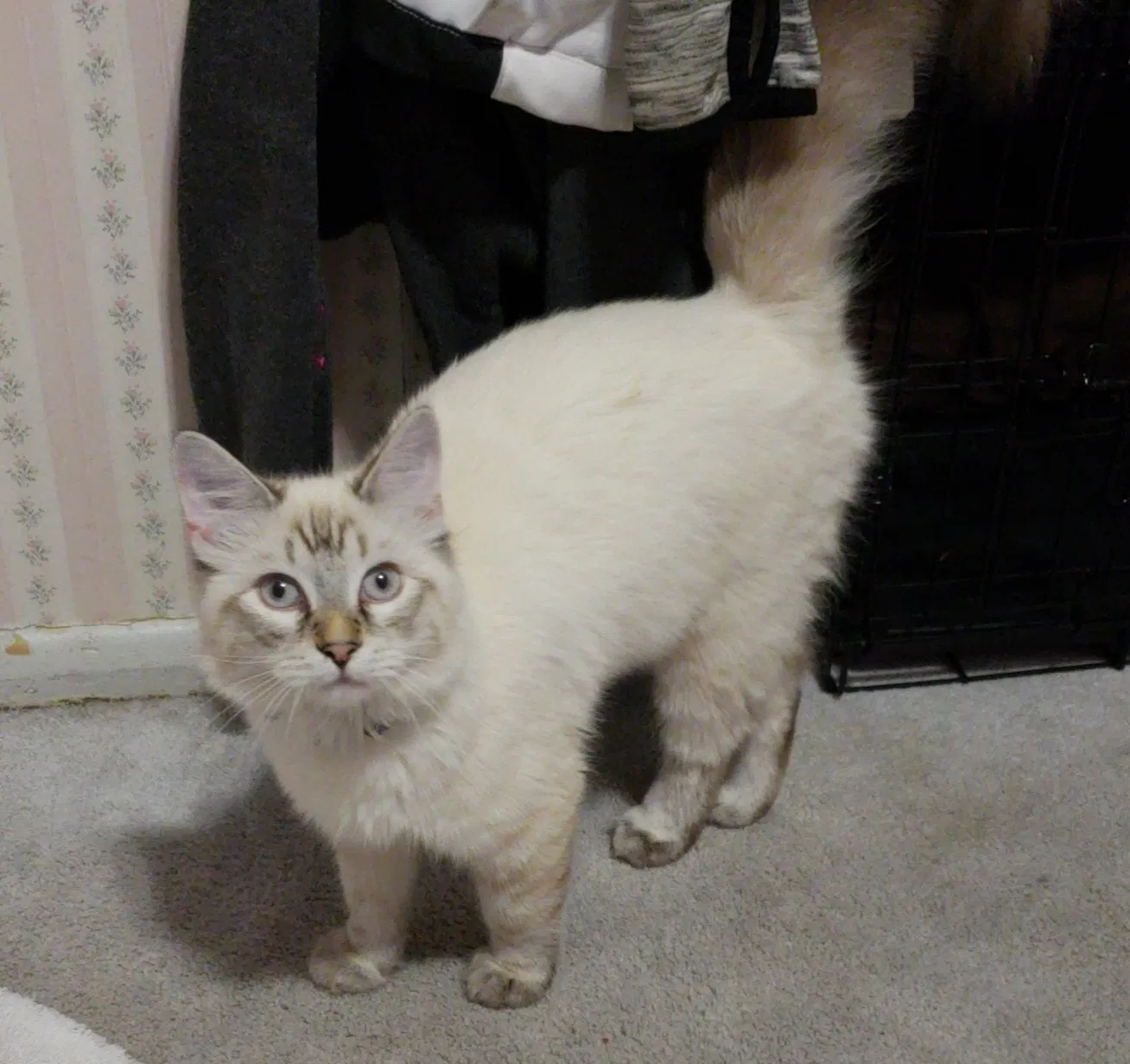 Lost cat in Clearfield, UT, 84015