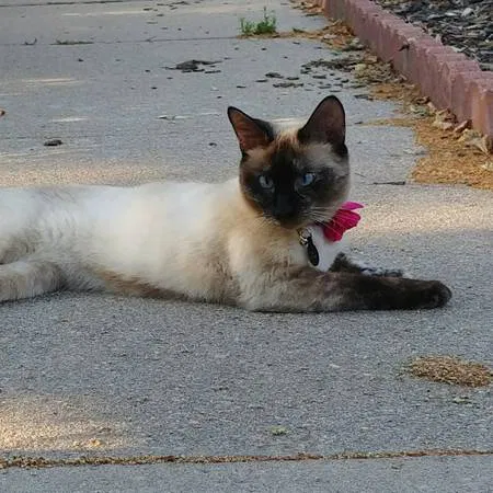 Lost cat in Denver, CO, 80212