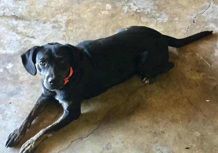 Lost dog in Malta, OH, 43758