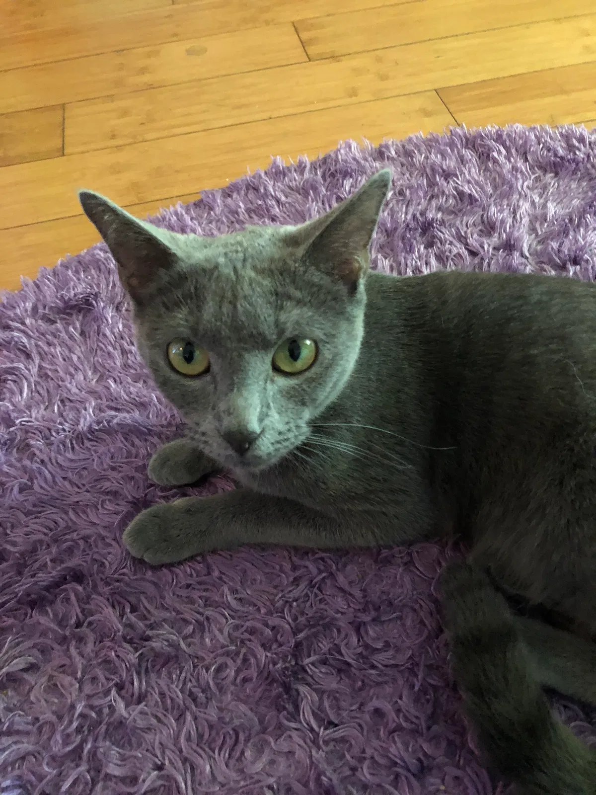 Lost cat in Myrtle Beach, SC, 29572
