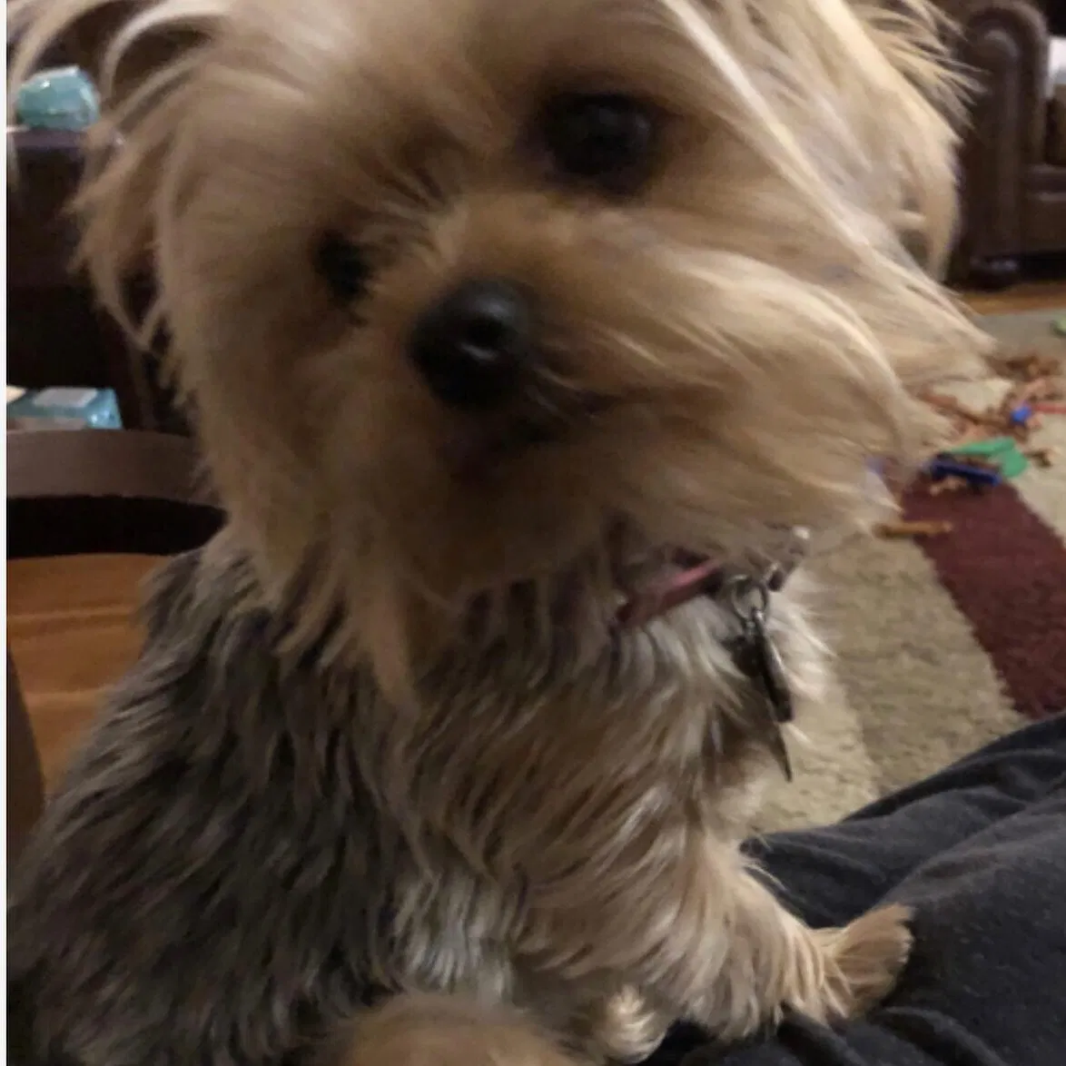 Lost dog in Southaven, MS, 38672