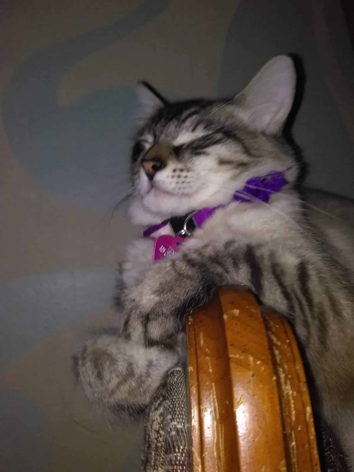 Lost cat in Jacksonville, FL, 32211