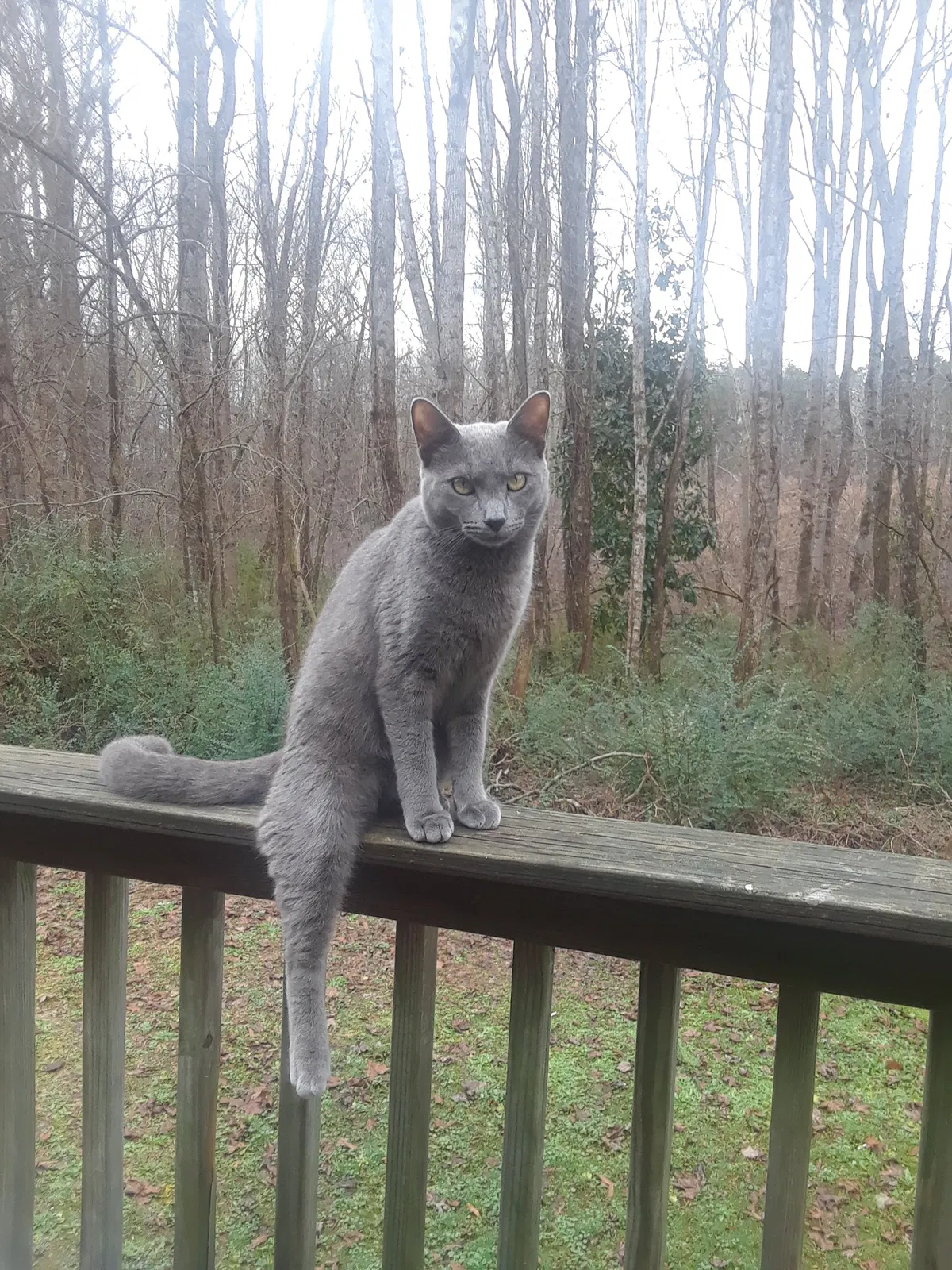 Lost cat in Bostic, NC, 28018