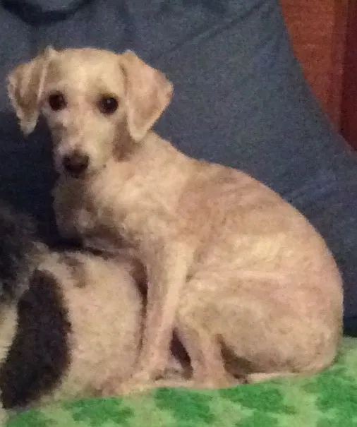 Lost dog in Farmington, MO, 63640