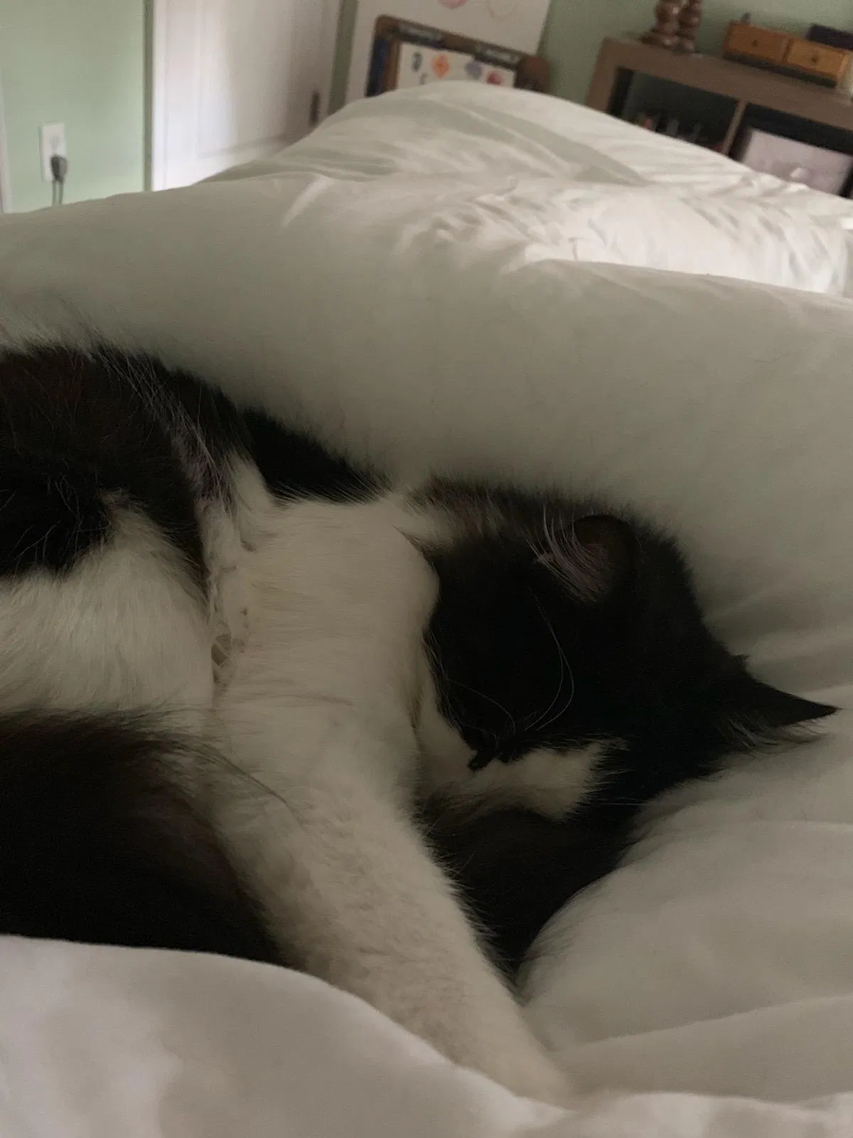 Lost cat in Chattanooga, TN, 37421