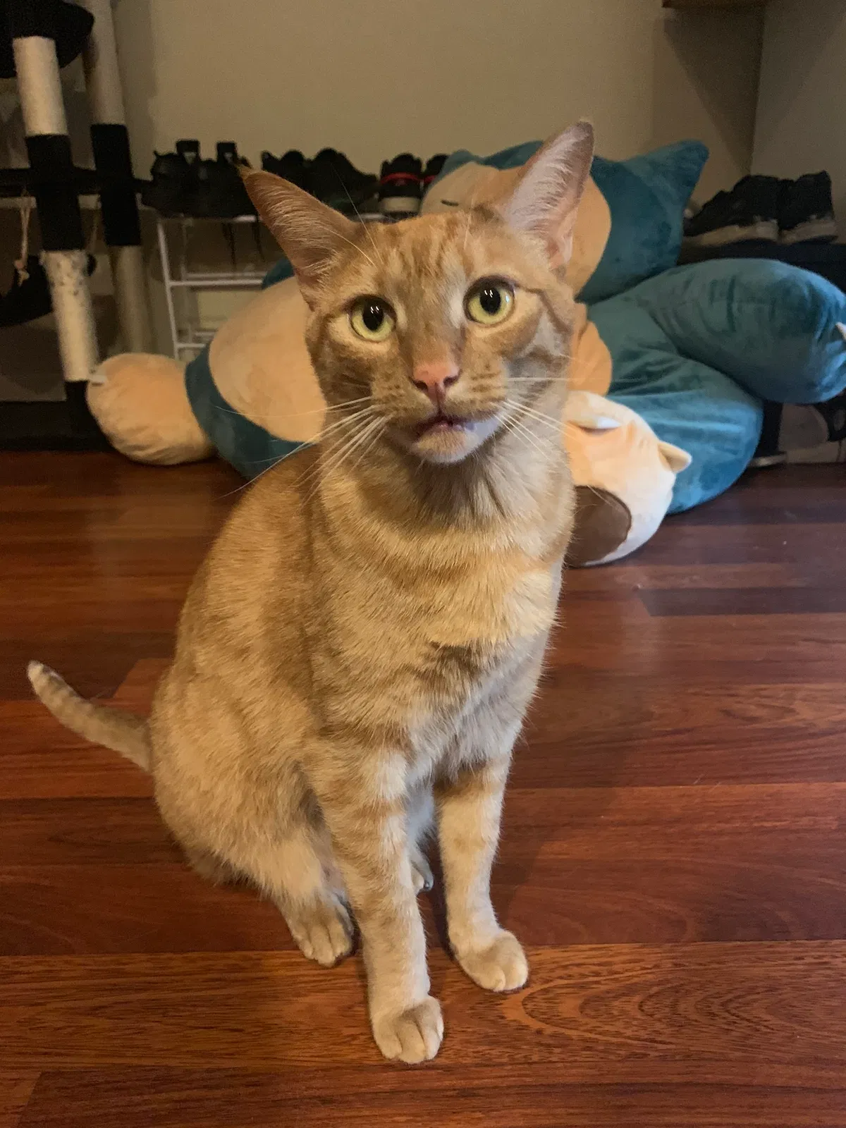 Lost cat in Hillsboro, OR, 97123