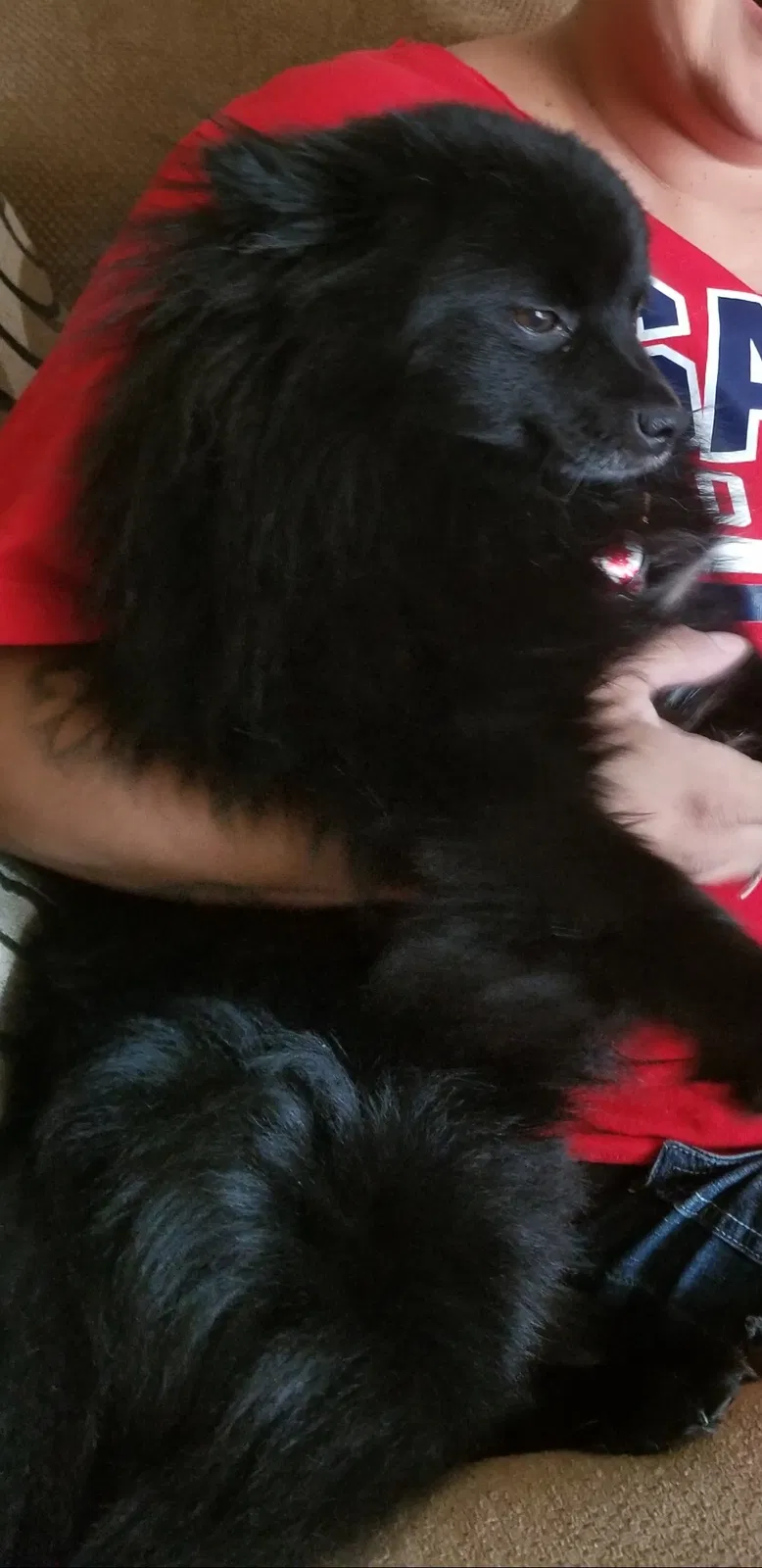Lost dog in Sanger, CA, 93657